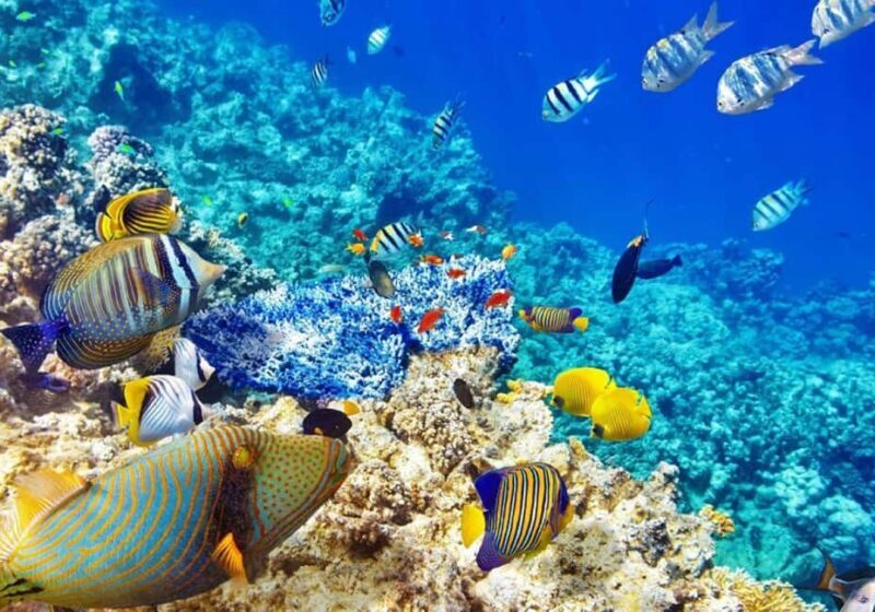 Zanzibar: Snorkeling at blue lagoon & Star fish tour - FAQ