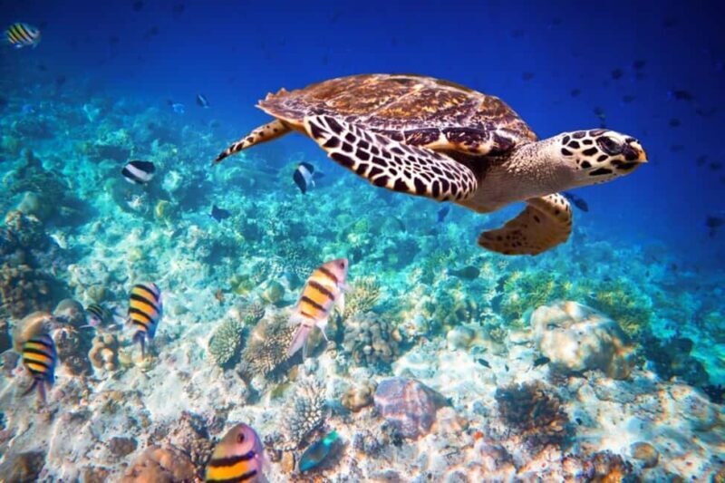 Zanzibar: South Coast Beach Day Trip with Salaam Cave Visit - Key Points