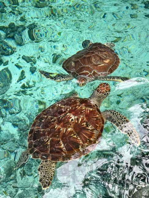 Zanzibar: South Coast Beach Day Trip with Salaam Cave Visit - Who Should Consider This Tour?
