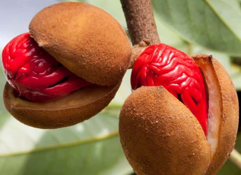 Zanzibar Spice Blending Tour, Traditional Lunch Break - Exploring Zanzibar’s Spice Garden