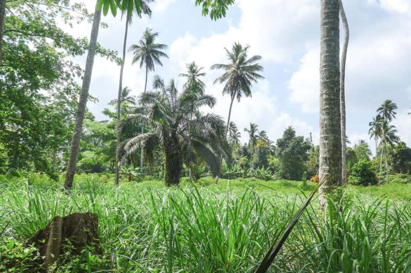 ZANZIBAR; Spice farm and Cooking class with lunch included - Frequently Asked Questions