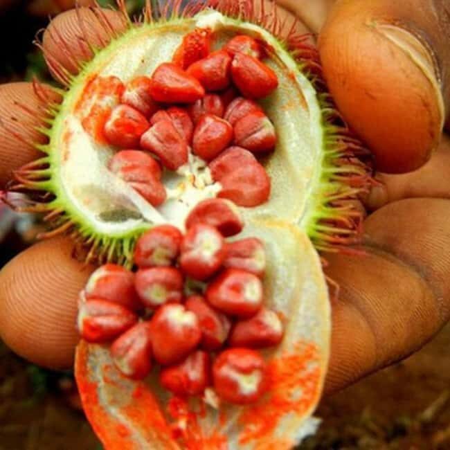 ZANZIBAR: Spice Farm and mangrove kayaking experience - The Sum Up