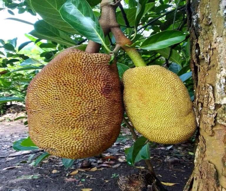 Zanzibar: Spice Farm and Stone Town Private Tour with Lunch - Who Will Love This Tour?