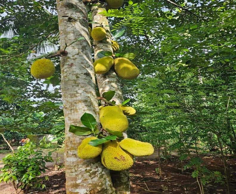 Zanzibar: Spice Farm and Stone Town Private Tour with Lunch - FAQ