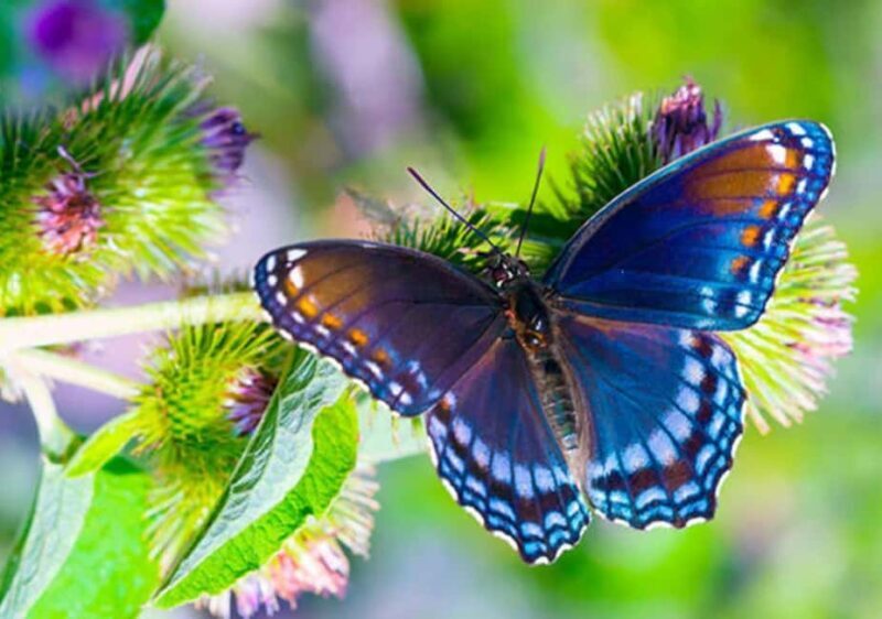 Zanzibar: Spice Farm, Butterfly Sanctuary, and Mangrove Tour - The Spice Farm: Scented Stories of Zanzibar’s Agricultural Past