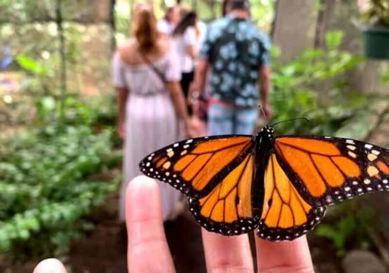 Zanzibar: Spice Farm, Butterfly Sanctuary, and Mangrove Tour - The Mangrove Planting Initiative: Giving Back to Nature