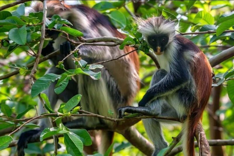 Zanzibar: Spice Farm, Jozani Forest & Sea Turtle Sanctuary - Key Points