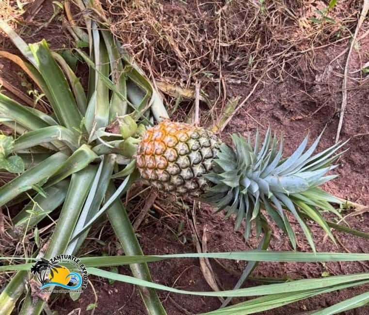 Zanzibar: Spice Farm Plantation Tour with Traditional Lunch - An In-Depth Look at the Zanzibar Spice Farm Tour
