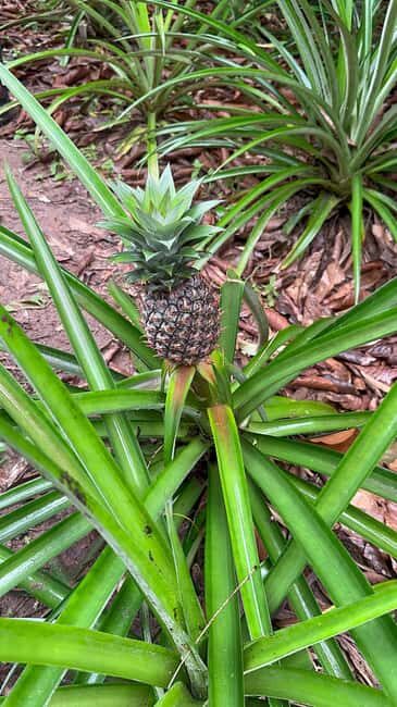 Zanzibar: Spice farm, Prison Island & Nakupenda with Lunch - A Day in Zanzibar’s Most Memorable Spots
