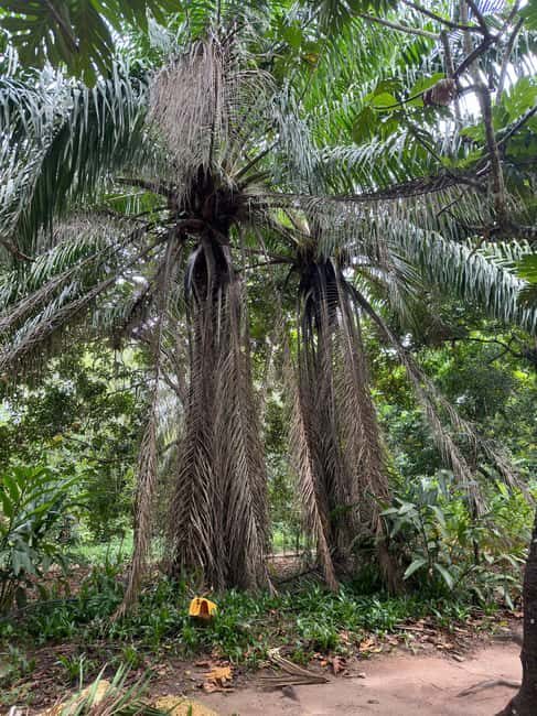 Zanzibar: Spice farm, Prison Island & Nakupenda with Lunch - Authentic Experiences Beyond the Surface