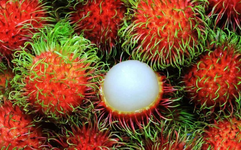 Zanzibar Spice Farm Private Guided Tour - Key Points