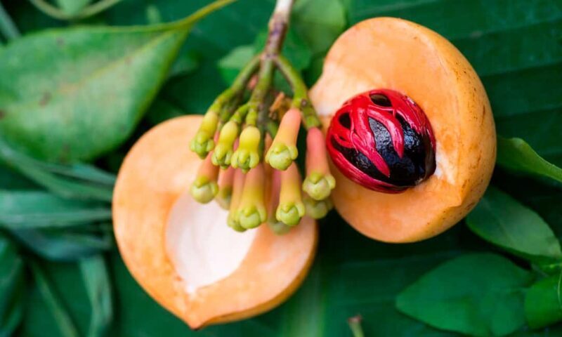Zanzibar: Spice farm Swahili Clothing and Cooking class - FAQ