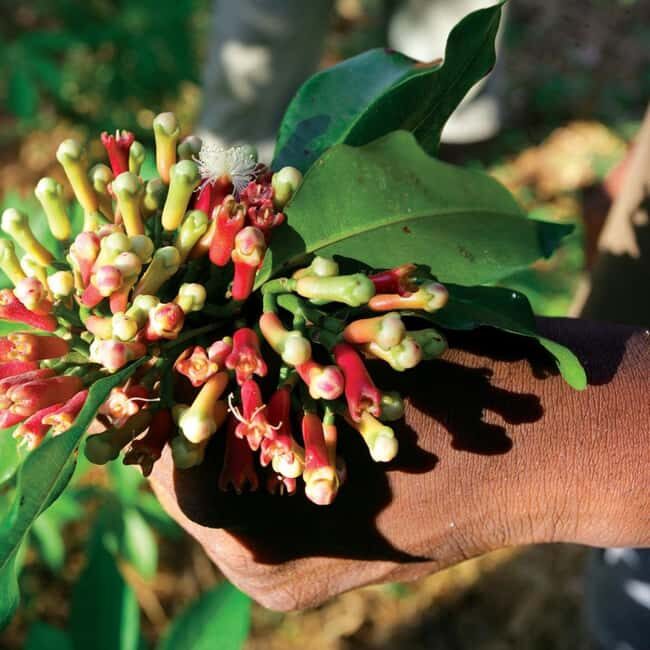 Zanzibar: Spice Farm tour and Stone Town Guided walking tour - Key Points