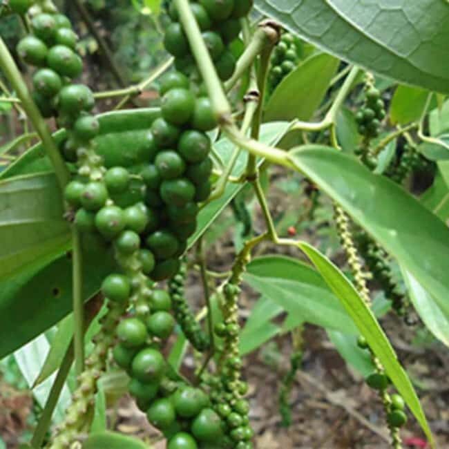 Zanzibar: Spice Farm tour and Stone Town Guided walking tour - Final Thoughts: Who Will Love This Tour?