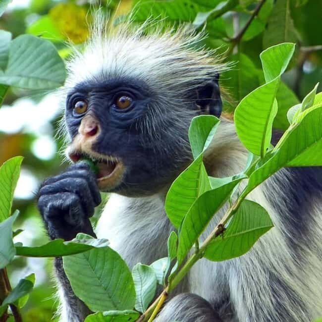 ZANZIBAR: Spice Farm tour, Jozani Forest & Rock restaurant - FAQ