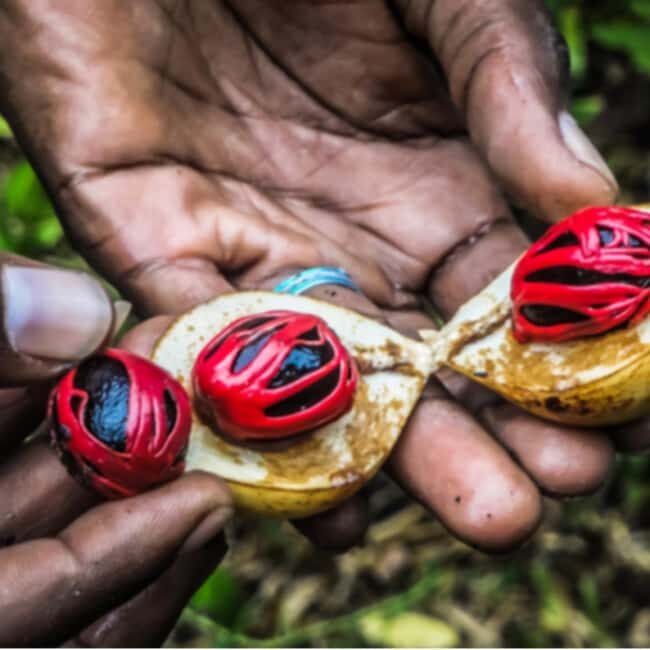 ZANZIBAR: Spice Farm tour, Jozani Forest & Salaam Cave - Who Will Love This Tour?