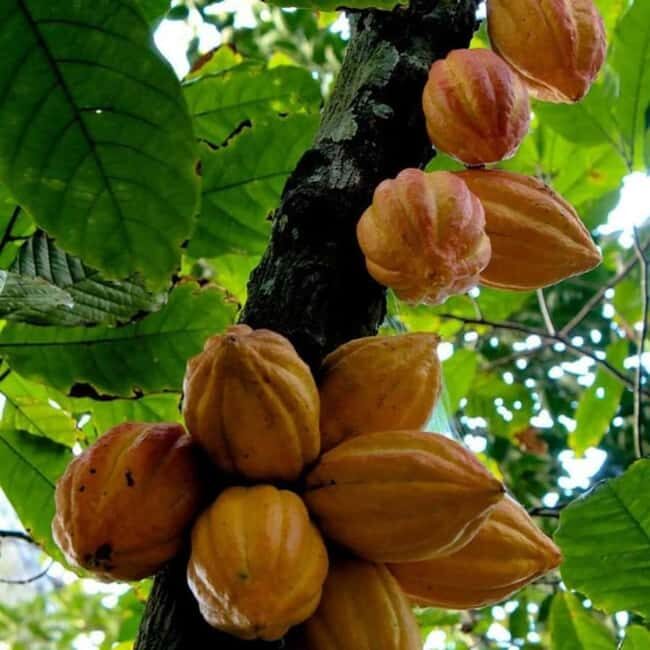 ZANZIBAR: Spice Farm tour, Jozani Forest & Salaam Cave - The Sum Up