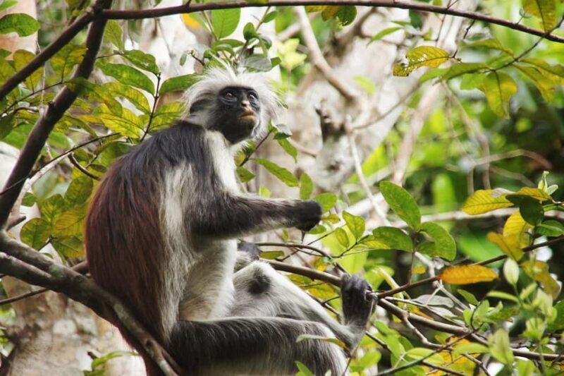 Zanzibar: Spice Farm Tour & Jozani with Lunch - FAQ
