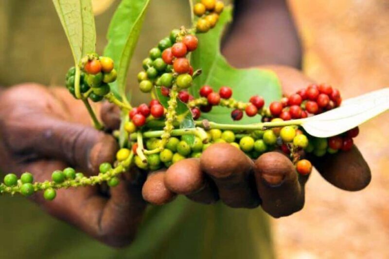 Zanzibar: Spice Farm Tour & Stone Town Adventure - Key Points