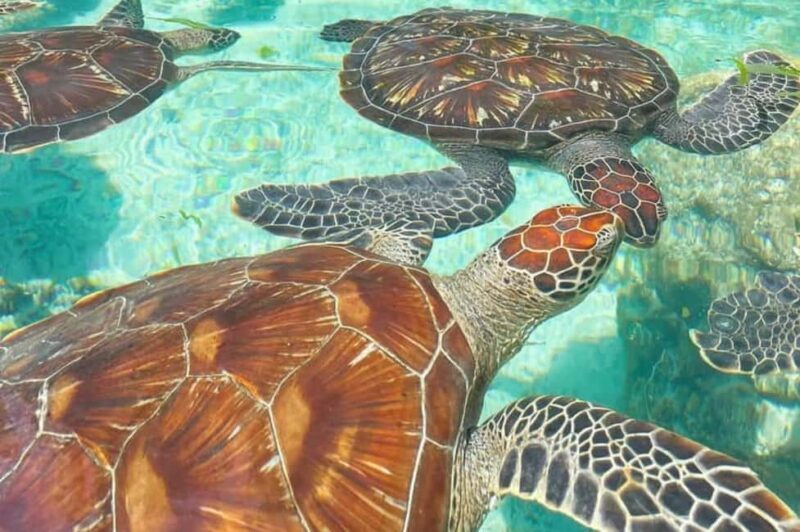 Zanzibar: Spice Farm Tour, Stone Town & Sea Turtle Sanctuary - Exploring Zanzibar’s Spice Farm