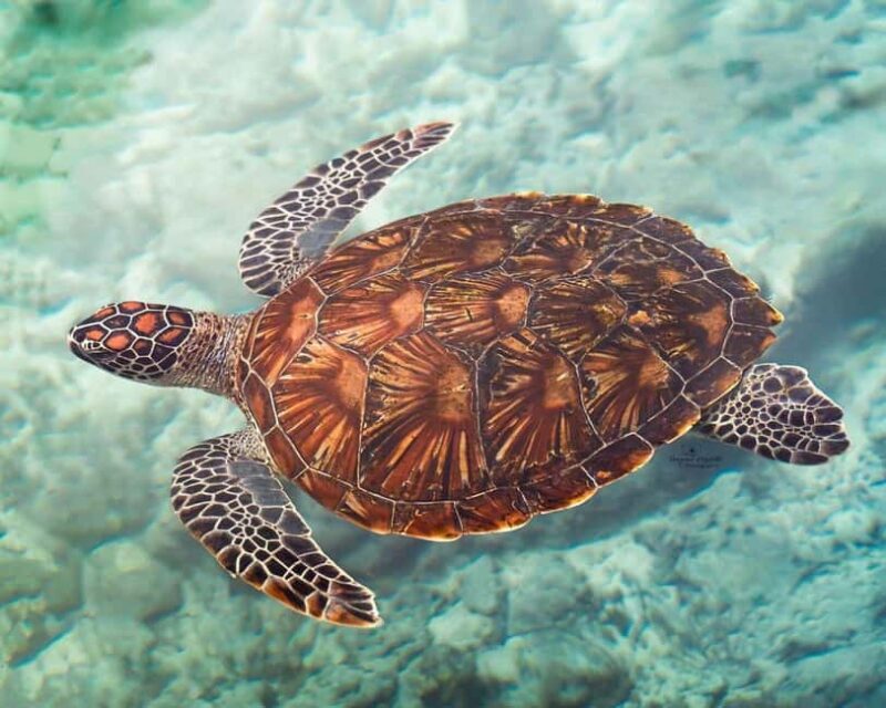 Zanzibar: Spice Farm Tour, Stone Town & Sea Turtle Sanctuary - The Boat Ride and Logistics
