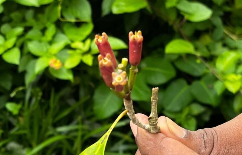 ZANZIBAR: SPICE FARM TOUR TASTING & LEARNING - Key Points