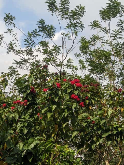 ZANZIBAR: SPICE FARM TOUR TASTING & LEARNING - FAQs