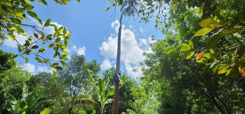 Zanzibar: Spice Farm Tour with Fruit Tasting and Coconut Art - Key Points