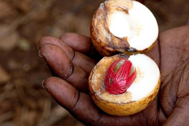 Zanzibar: Spice Farm Tour with Fruit Tasting and Coconut Art - An Authentic Dive into Zanzibar’s Spice Gardens