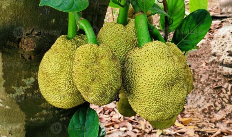 Zanzibar: Spice Farm Tour with Lunch & Tropical Fruits - Final Thoughts: Is This Tour Worth Your Time?