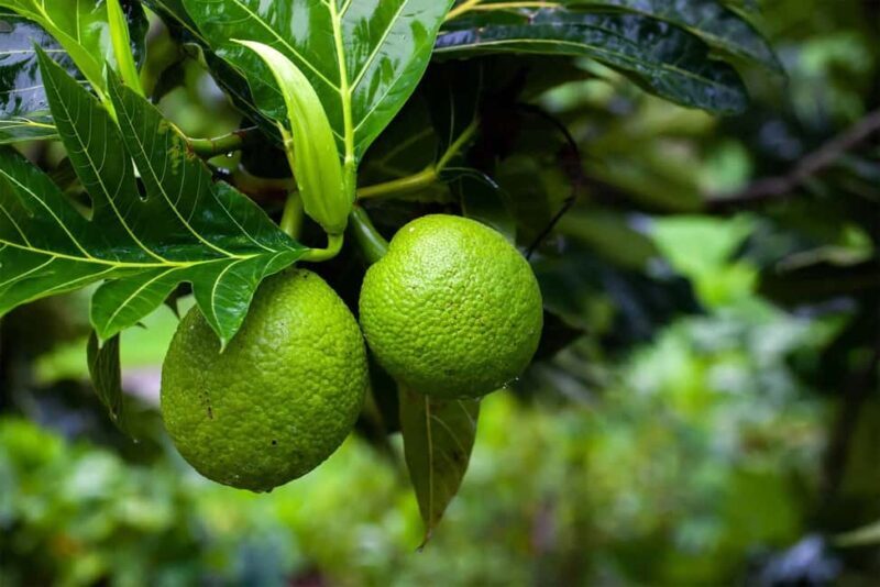 Zanzibar: Spice Farm Tour with Lunch & Tropical Fruits - FAQ