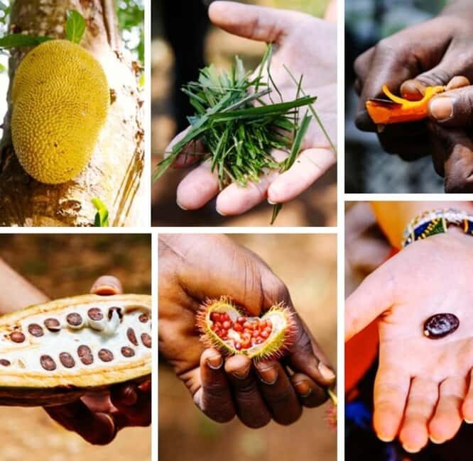 Zanzibar: Spice Farm with Local Guide and Tasting Delights - Introduction