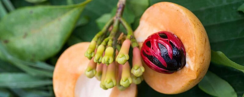 Zanzibar Spice tour - The Heart of Zanzibar’s Spice Heritage