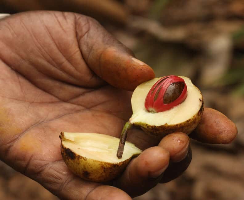 Zanzibar Spice tour - Walking Tour & Local Life