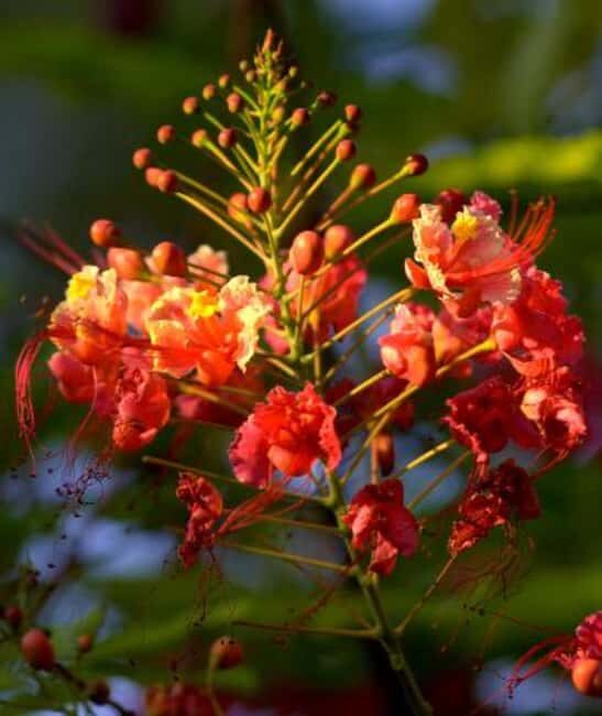 Zanzibar: Spice Tour and Jozani Forest - FAQ