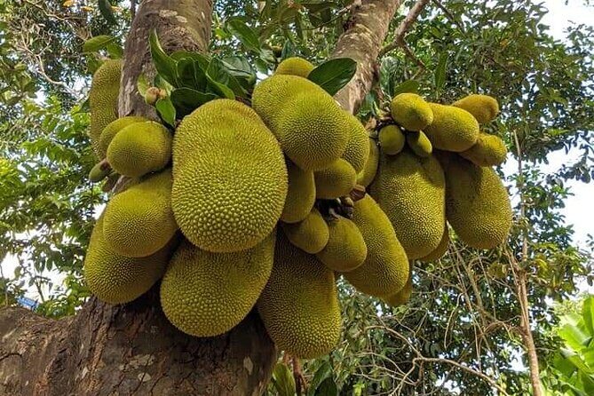 Zanzibar Spice Tour - Who Will Love This Tour?
