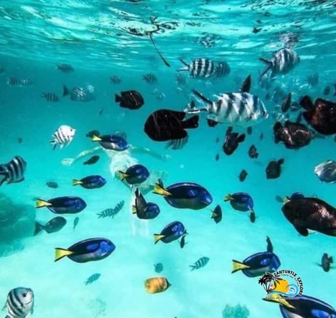 Zanzibar: Starfish Beach, Blue Lagoon, and The Rock Tour - Discovering Zanzibar: A Rich Tapestry of Nature and Culture