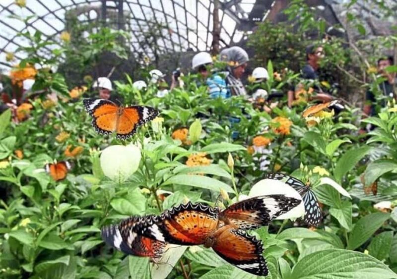 Zanzibar: Stone town, Butterfly center & Sea tour turtle - Encountering Zanzibar’s Butterfly Sanctuary