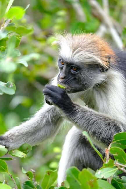 Zanzibar: Stone town Insights & Jozani forest Exploration - Who Will Enjoy This Tour?