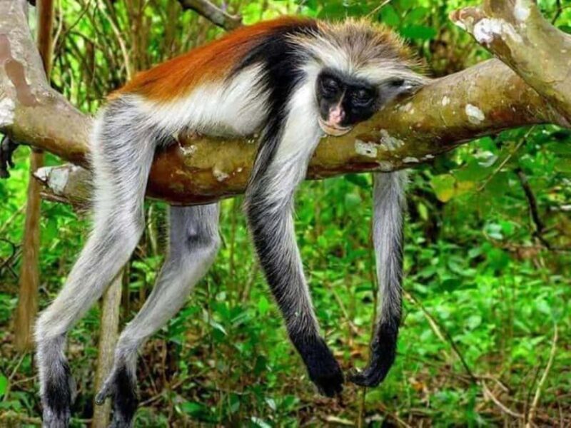 Zanzibar: Stone town Insights & Jozani forest Exploration - FAQs
