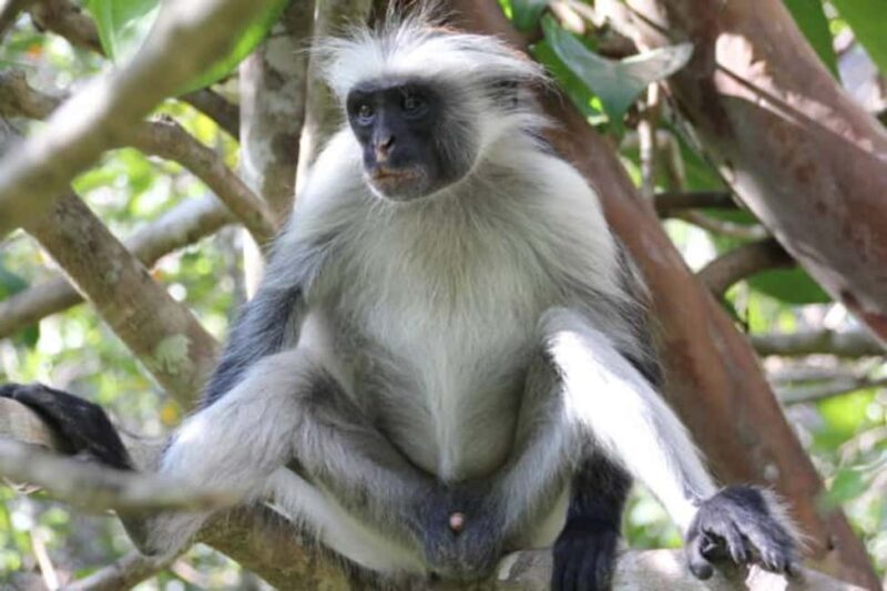Zanzibar: Stone Town & Jozani Forest Day Tour - A Detailed Look at the Tour Experience
