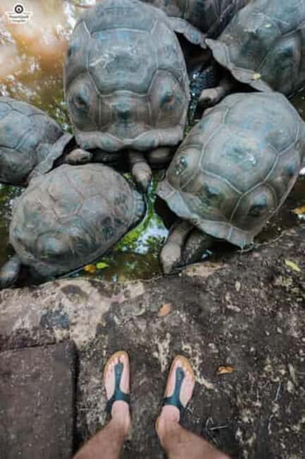 Zanzibar: Stone Town, Prison Island, and Jozani Forest Tour - Key Points