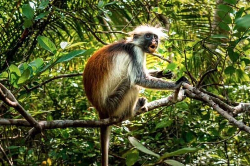 Zanzibar: Stone Town, Prison Island, and Jozani Forest Tour - Discovering Stone Town: The Heart of Zanzibar