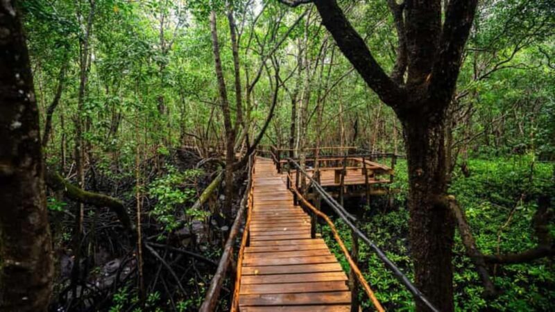 Zanzibar: Stone Town, Prison Island, and Jozani Forest Tour - Jozani Forest: Nature and Endemic Primates