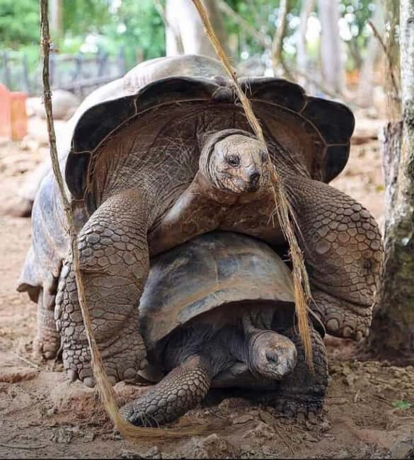 Zanzibar: Stone Town & Prison Island Tour With Tortoises - The Authentic Touch and Real Experiences