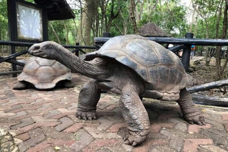 Zanzibar: Stone Town & Prison Island Tour with Tortoises - Why This Tour Is a Good Choice