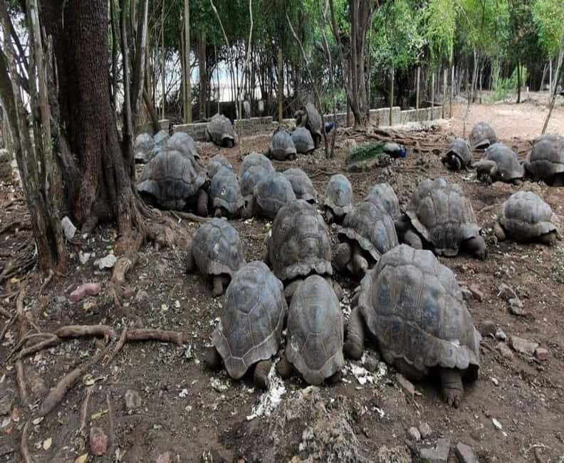 Zanzibar: Stone Town, Spice Farm, and Prison Island Tour - Final Thoughts