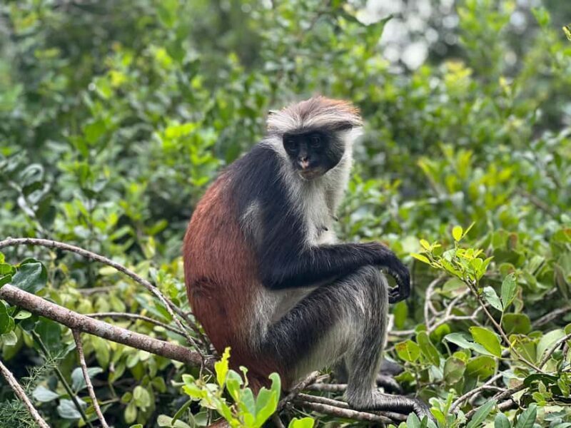 Zanzibar: Stone Town, Spice Farm & Jozani Forest Tour - An In-Depth Look at the Tour