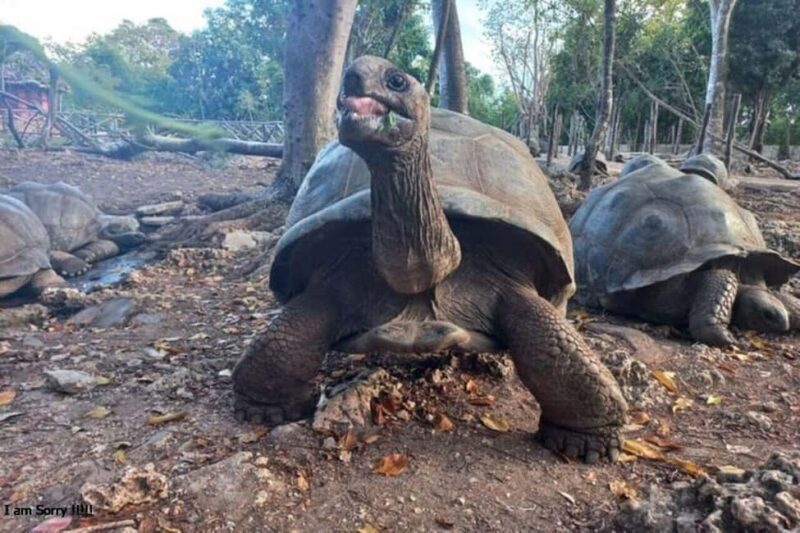 Zanzibar: Stone Town, Spice Farm & Prison Island Adventure - Prison Island: Tortoises, Beaches, and Stunning Views
