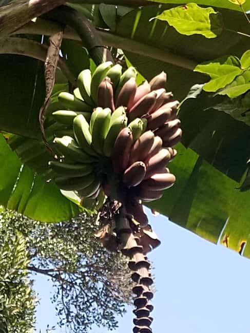 Zanzibar: Stone Town Tour,Prison Island & Spice Plantation - Key Points